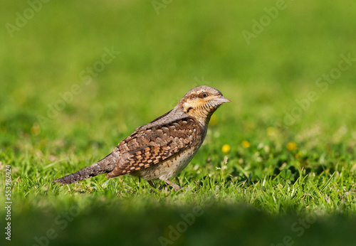Wallpaper Mural Draaihals; Eurasian Wryneck; Jynx torquilla Torontodigital.ca