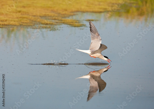 Visdief, Common Tern, Sterna hirundo photo