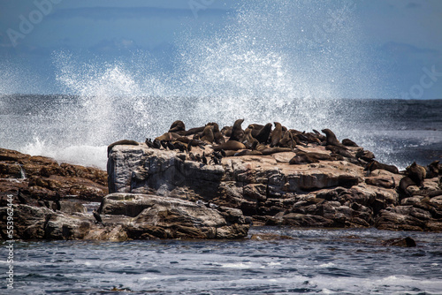 seal rookery at the Cape of Good hope in South Africa