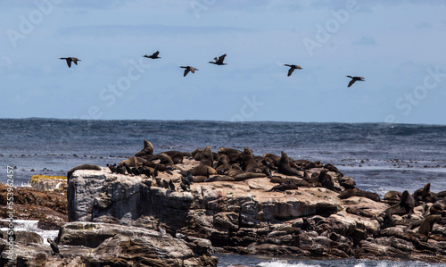seal rookery at the Cape of Good hope in South Africa
