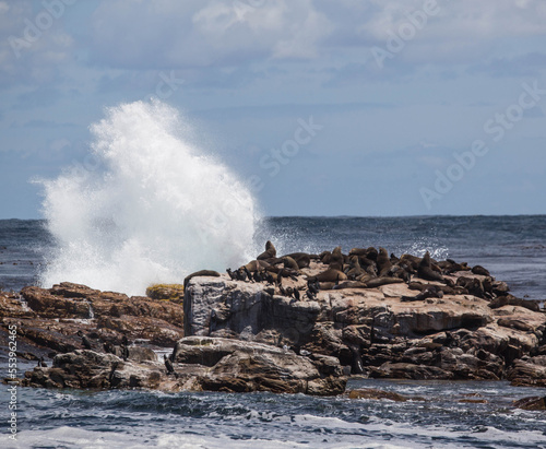 seal rookery at the Cape of Good hope in South Africa