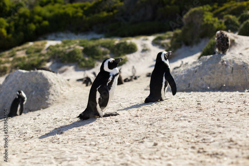 penguins at the cape of good hope in south africa