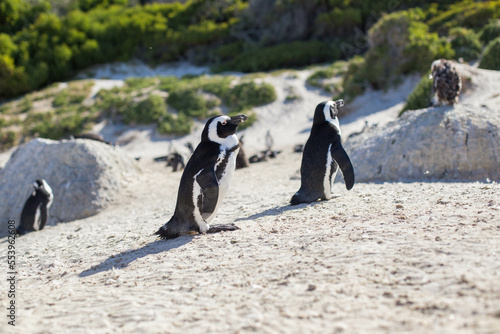 penguins at the cape of good hope in south africa