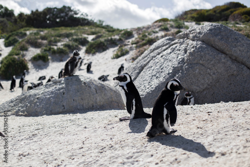 penguins at the cape of good hope in south africa