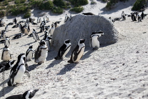 penguins at the cape of good hope in south africa