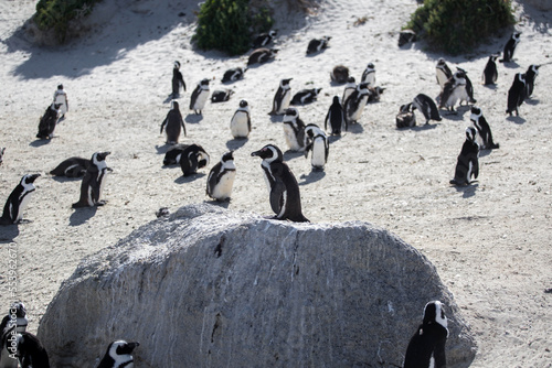 penguins at the cape of good hope in south africa