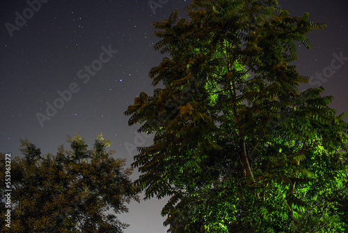 Green tree stands against the background of the starry sky at night