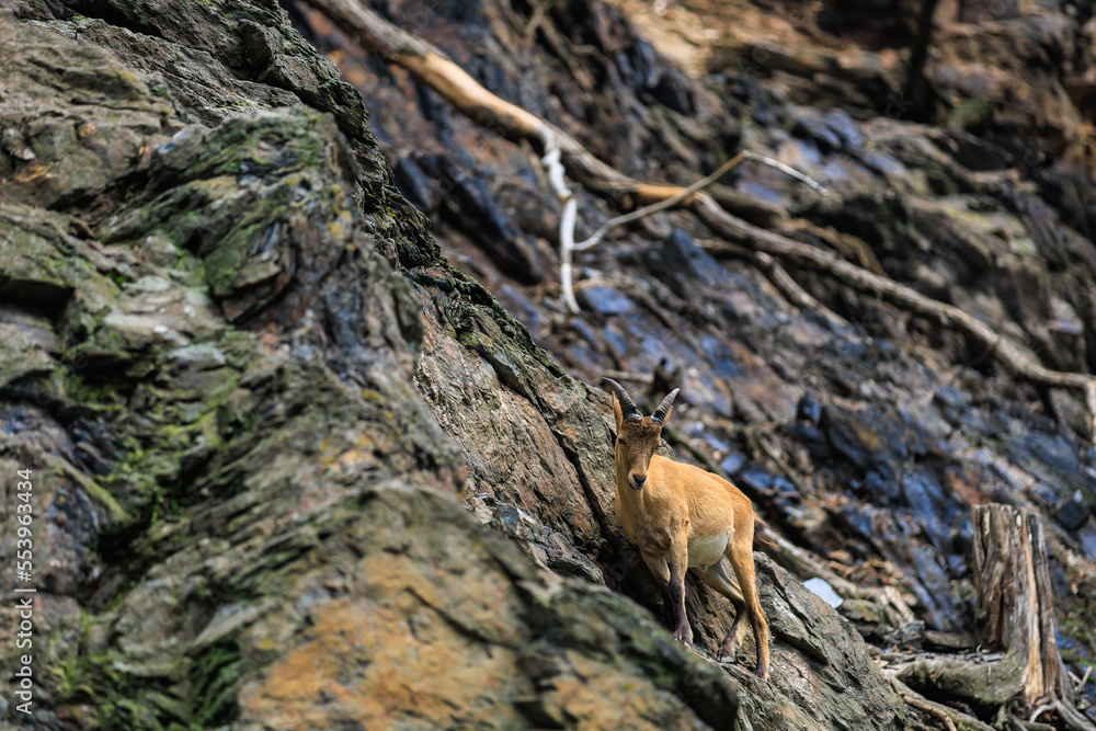 Alpine ibex. Background with selective focus and copy space Alpine ibex. Background with selective focus and copy space