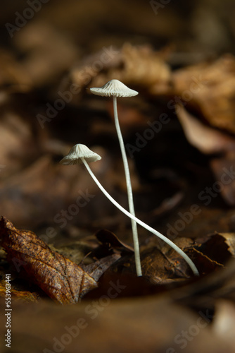 Mushroom Mycena galopus grows on green moss in the forest photo