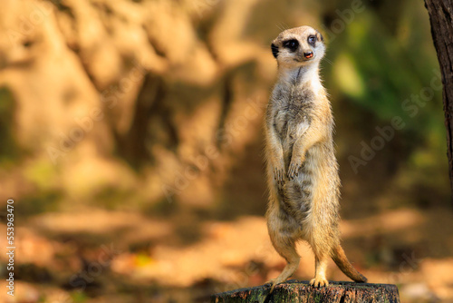 Meerkat with surprised emotion. Background with selective focus and copy space