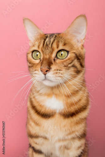 Funny Bengal cat on a pink background. Portrait on a wide-angle lens.