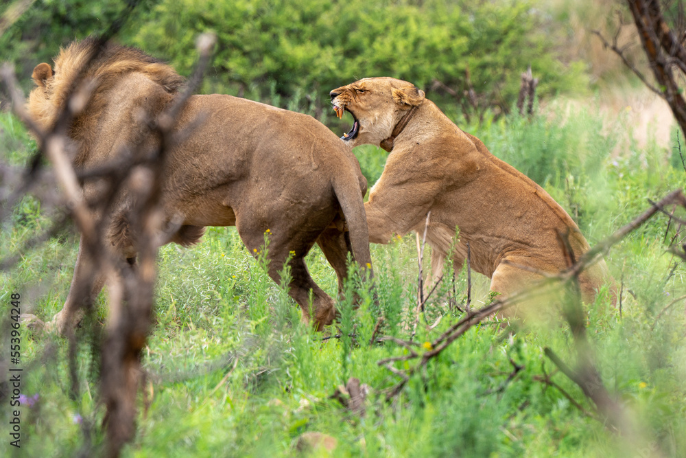 Lion, femelle, mâle, lionne, accouplement, Panthera leo, Afrique Lion, femelle, mâle, lionne, accouplement, Panthera leo, Afrique