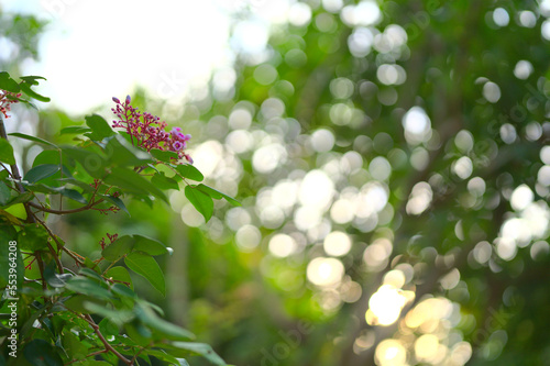 small pink flowers