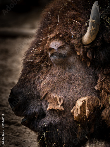 buffalo in the field