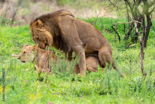 Lion  femelle  m  le  lionne  accouplement  Panthera leo  Afrique