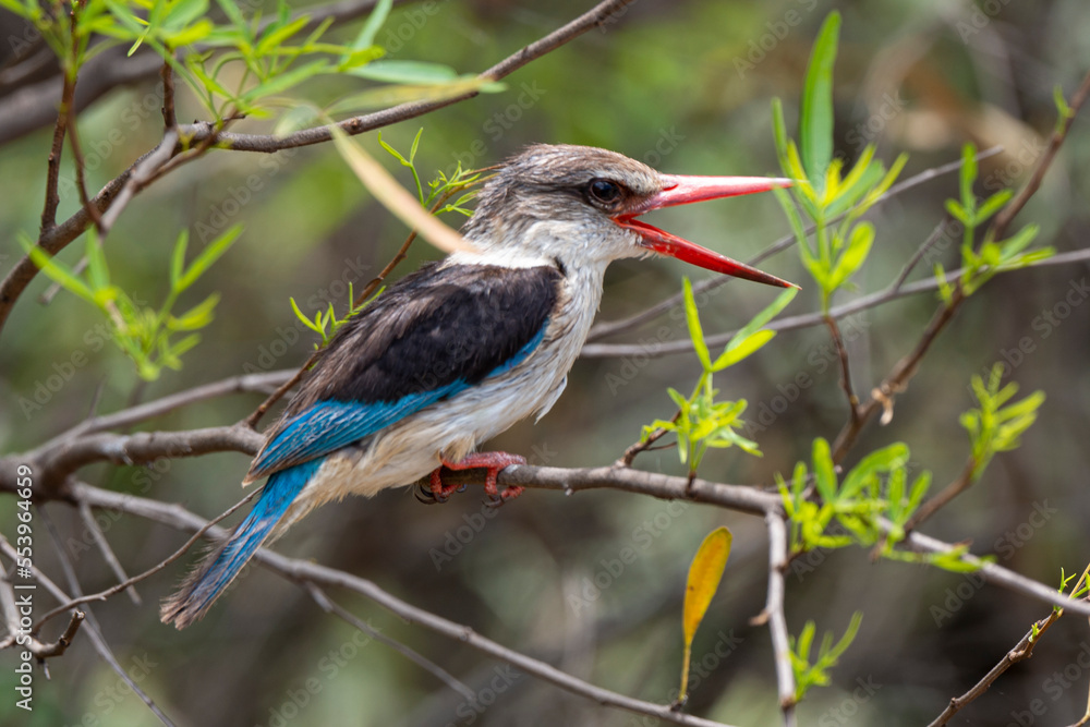 Fototapeta premium Martin chasseur à tête brune,.Halcyon albiventris, Brown hooded Kingfisher