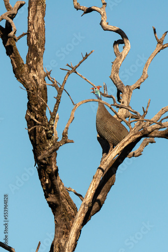 Pintade de Numidie, Numida meleagris, Helmeted Guineafow © JAG IMAGES