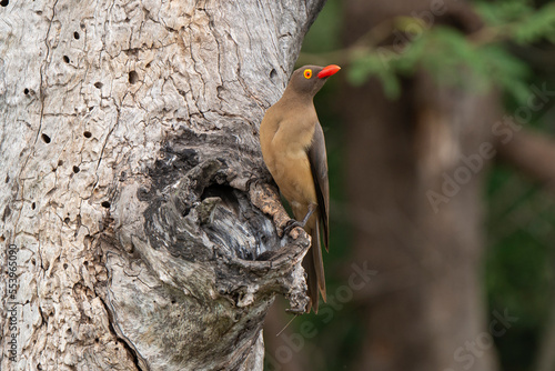 Piqueboeuf à bec rouge, Red billed Oxpecker, Buphagus erythrorhynchus photo