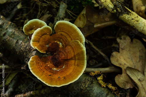 Anise mazegill, a brown rot fungus, Gloeophyllum odoratum