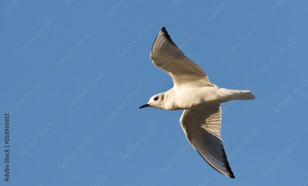 Obraz premium Kleine Kokmeeuw, Bonaparte's Gull, Larus philadelphia