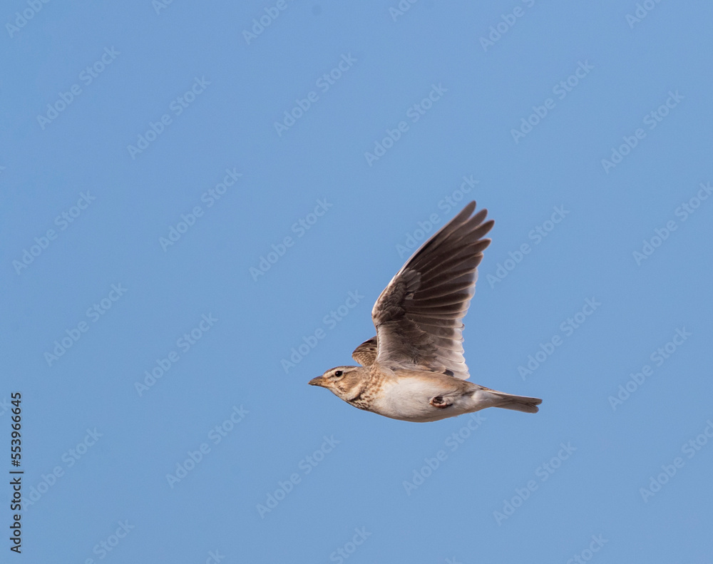 Kalanderleeuwerik, Calandra Lark, Melanocorypha calandra calandra