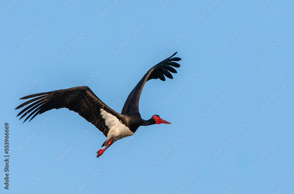 Black Stork, Ciconia nigra Black Stork, Ciconia nigra
