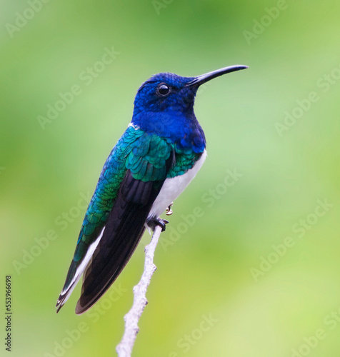 Witnekkolibrie, White-necked Jacobin, Florisuga mellivora