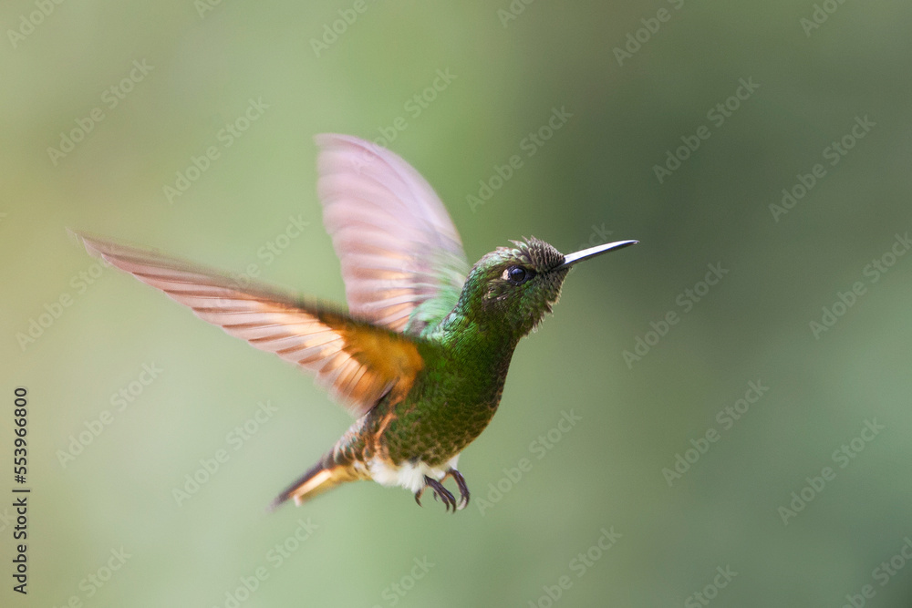Fototapeta premium Bruinstaart-hoornkolibrie, Buff-tailed Coronet, Boissonneaua flavescensa