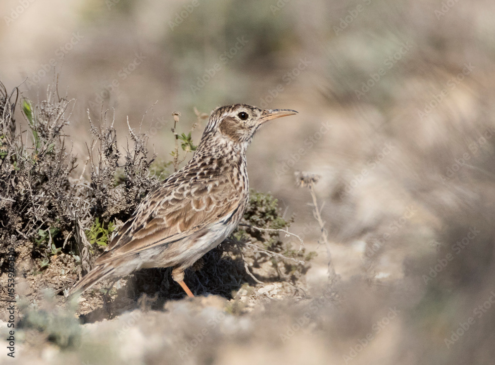 Duponts Leeuwerik, Dupont's Lark, Chersophilus duponti duponti Duponts Leeuwerik, Dupont's Lark, Chersophilus duponti duponti
