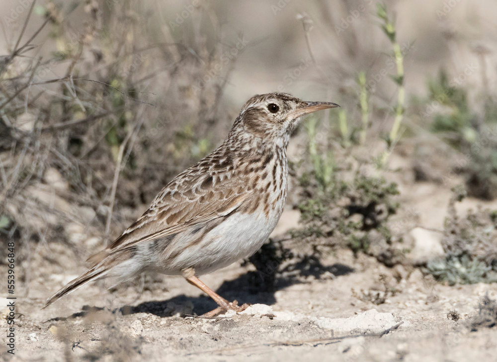 Duponts Leeuwerik, Dupont's Lark, Chersophilus duponti duponti Duponts Leeuwerik, Dupont's Lark, Chersophilus duponti duponti