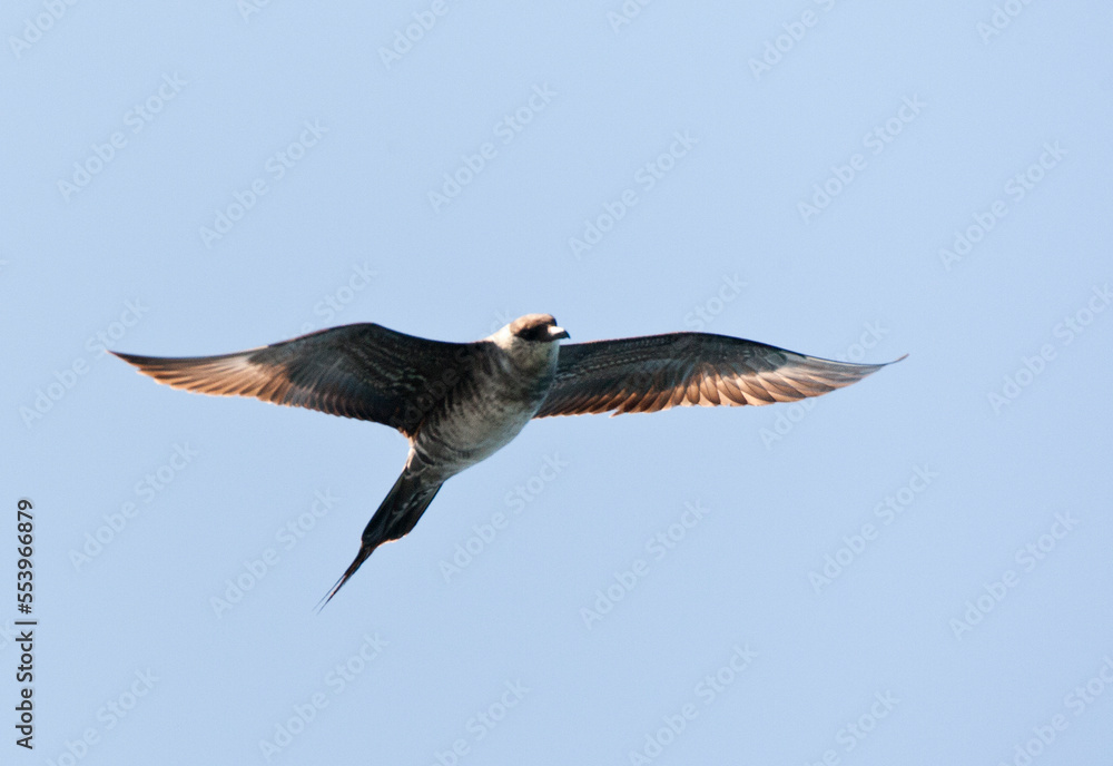 Kleinste Jager, Long-tailed Jaeger, Stercorarius longicaudus Kleinste Jager, Long-tailed Jaeger, Stercorarius longicaudus