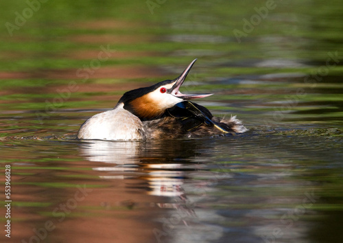 Fuut, Great Crested Grebe, Podiceps cristatus photo