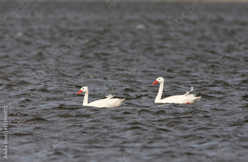 Coscorobagans, Coscoroba Swan, Coscoroba coscoroba photo