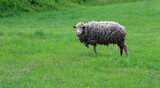Close up of sheep in field