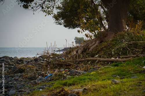 Albero in riva al mare su una scogliera, con le radici fuori dal terreno e la plastica trasportata dal mare in tempesta