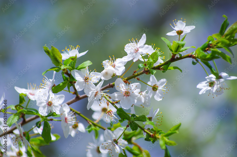 Cherry branch with beautiful background