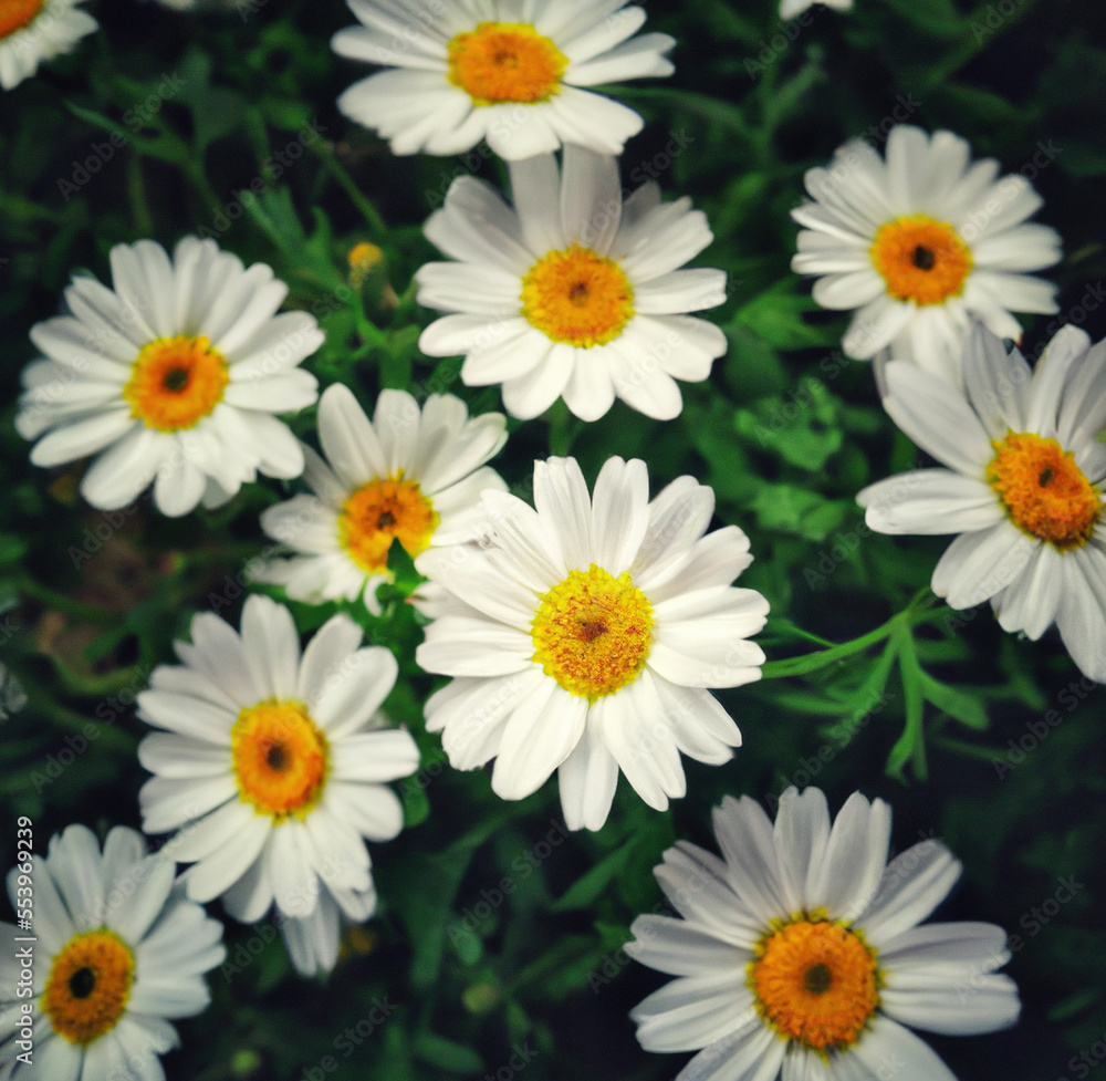 Fototapeta premium Close up of multiple white daisies over grass and blurred background created using Generative AI technology