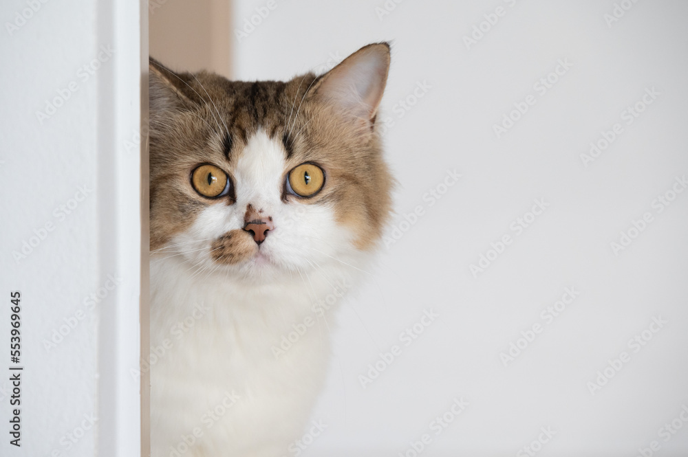 Curious crossbreed Persian cat hiding behind the door when saw stranger person.