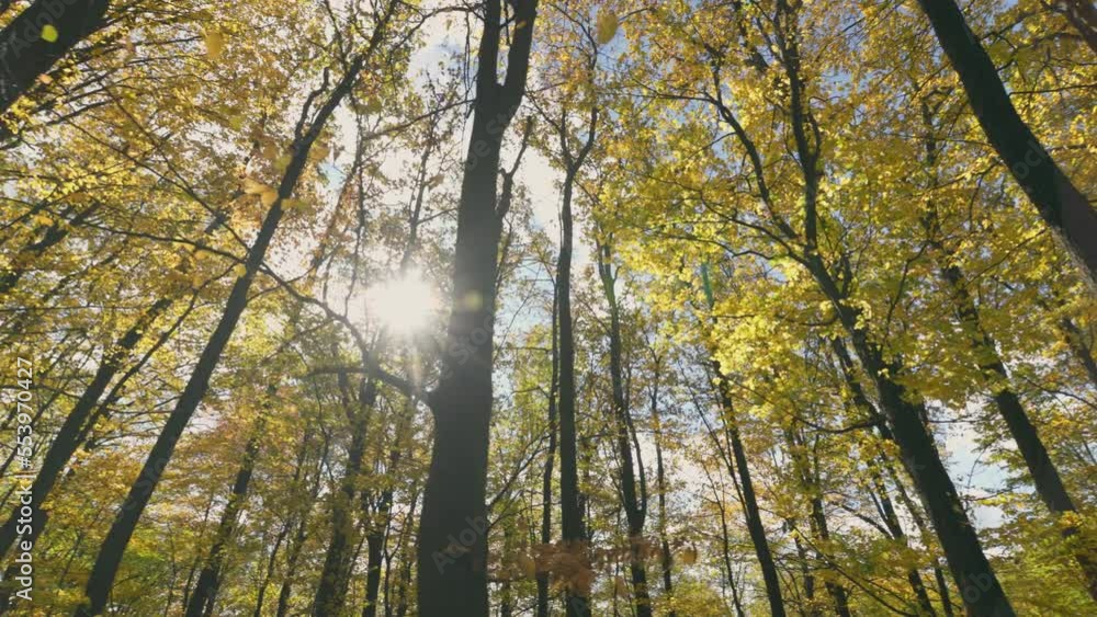 autumn forest with yellow leaves illuminated by the rays of the sun autumn forest with yellow leaves illuminated by the rays of the sun