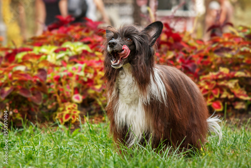 Long-haired Chinese Crested dog on the walk. Furry dog. Long-haired dog. Dog grooming photo