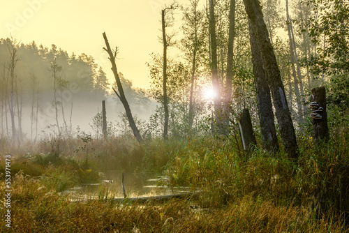 Fototapeta Naklejka Na Ścianę i Meble -   Wschód słońca na mokradłach Mazur w północno-wschodniej Polsce