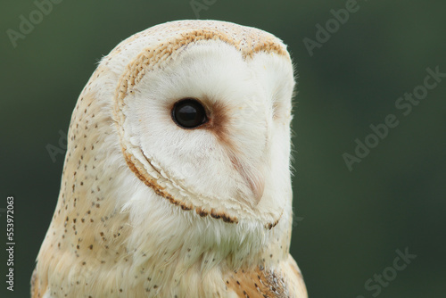 A portrait of a Barn Owl against a green background 