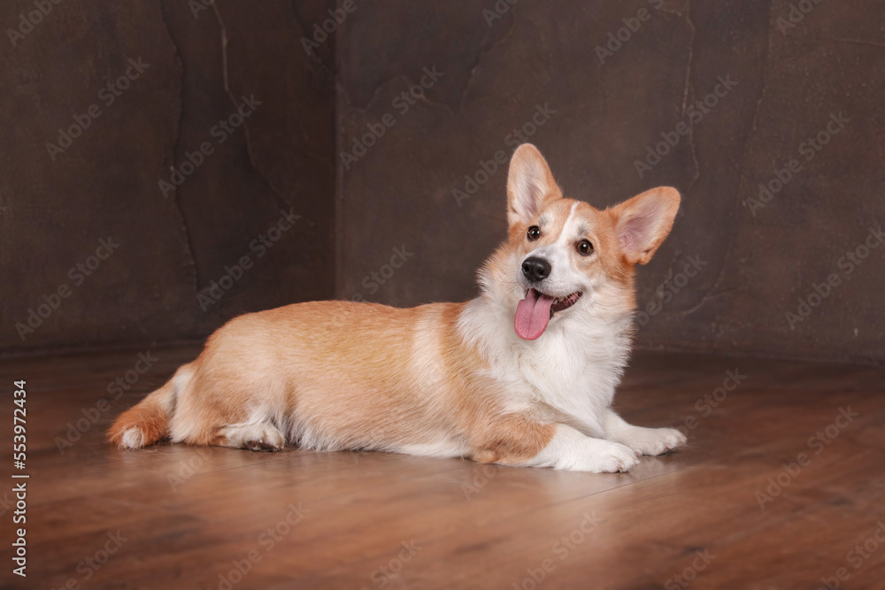 Welsh Corgi dog at home. Dog posing indoors. Cute fluffy dog portrait