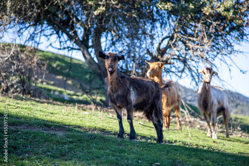 Herd of goat at pasture. Three ruminant mammal animal grazing. Blur tree and nature background. © Rawf8