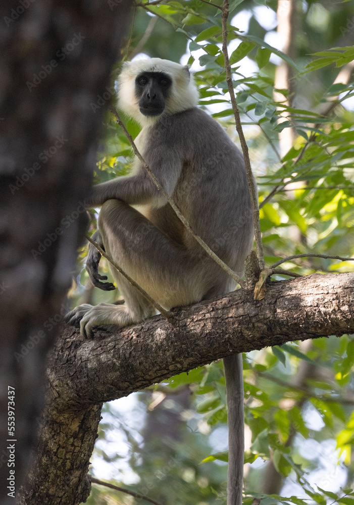 Obraz premium Langur monkey