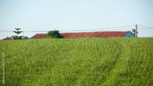 Tejado de granja y postes de la luz tras loma de hierba verde 