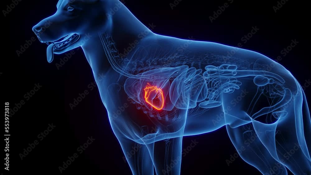 3D medical animation of a dog's heart Stock Video Adobe Stock