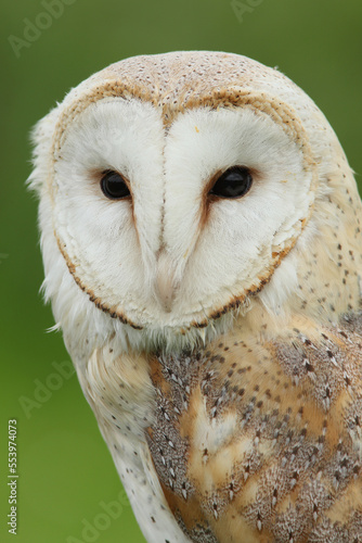 A portrait of a Barn Owl against a green background 