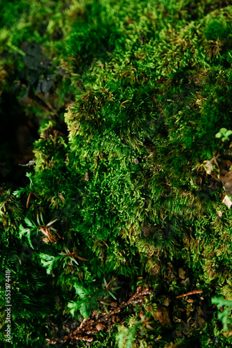 mossy green KOKE   鮮やかな緑の苔 © DaisukeNakajima