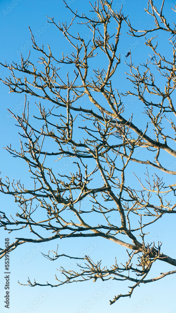Ramas desnudas de arbol en cielo azul invernal Ramas desnudas de arbol en cielo azul invernal